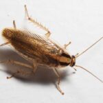 Blythewood’s Summer Roach Infestations: German, American (Palmetto) & Smokybrown Cockroaches