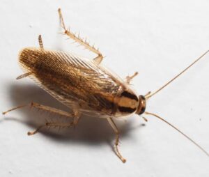 Read more about the article Blythewood’s Summer Roach Infestations: German, American (Palmetto) & Smokybrown Cockroaches