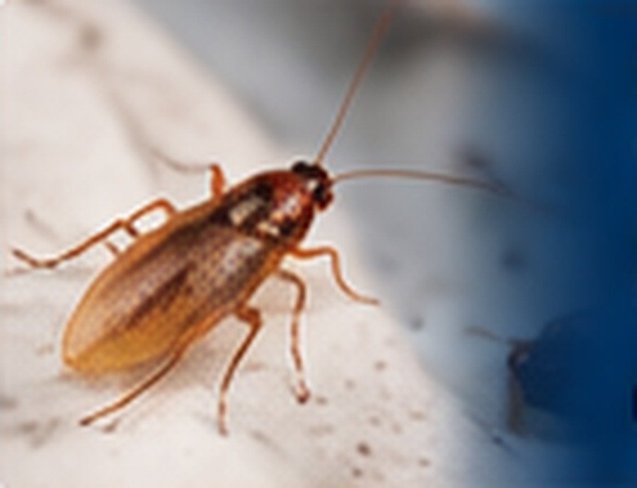 German roach identification photo