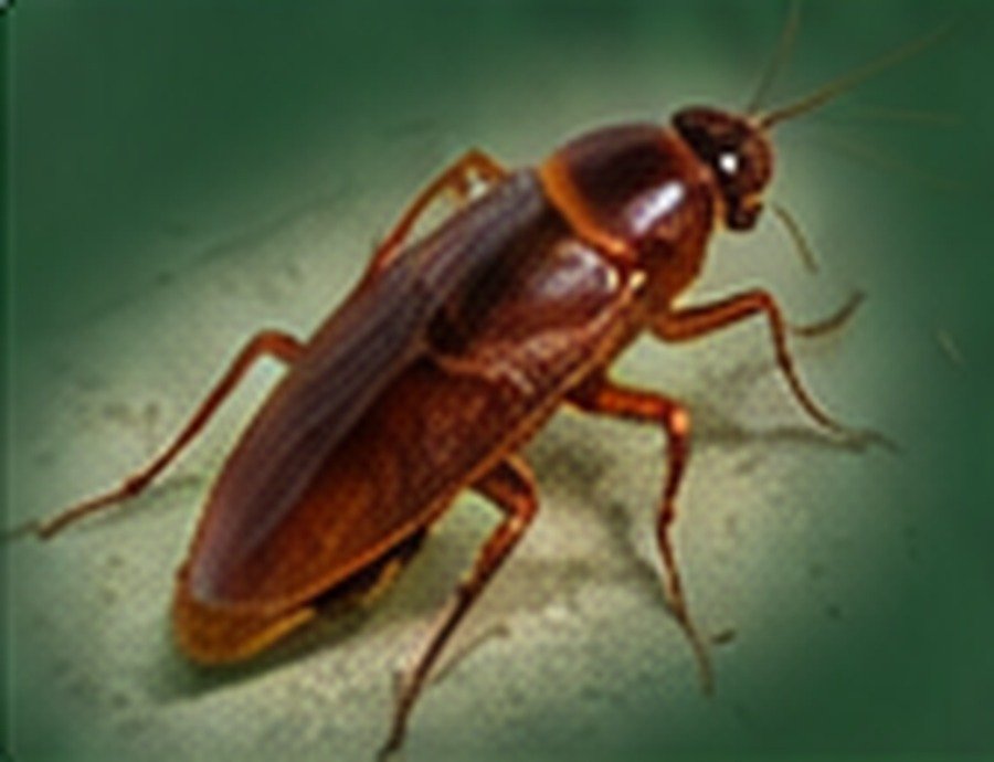 Large outdoor roach identification photo