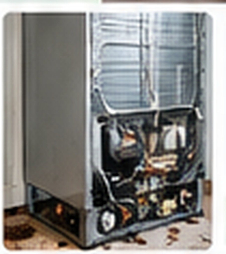 Inspection behind a refrigerator for German roach activity
