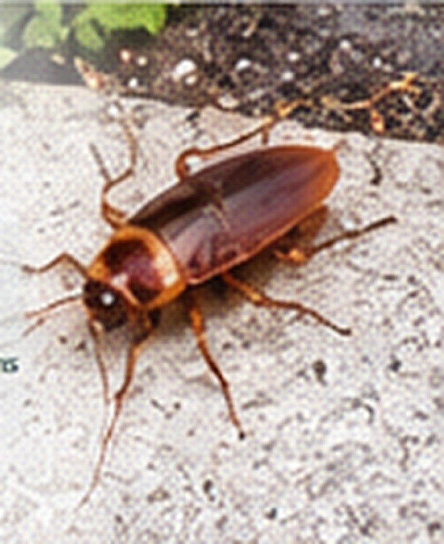 Large outdoor cockroach near a home exterior