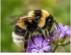 Bumble bee identification image