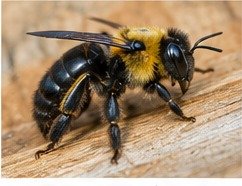 Carpenter bee identification image