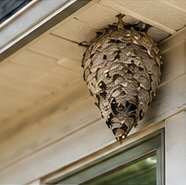 Exposed stinging insect nest beneath a protected exterior surface