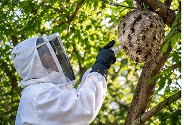 Pestora technician in protective gear treating a stinging insect nest in a tree