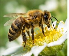 Honey bee identification image