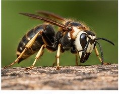 Hornet identification image