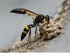 Mud dauber identification image