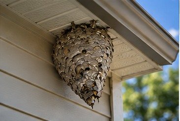 Exposed paper wasp nest beneath the eave of a home