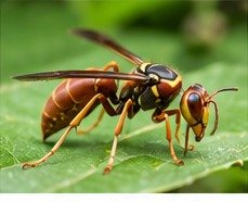 Paper wasp identification image